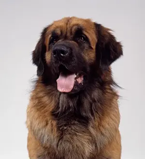 Sticking Prints: Leonberger dog, close-up, front view