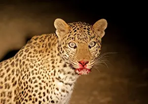 Stare Prints: A Leopard with blood smeared face eating its prey near a remote village in Rajasthan
