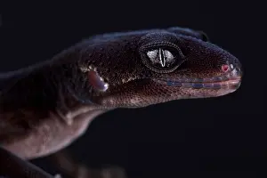 Leopard gecko (Eublepharis macularius) Black knight