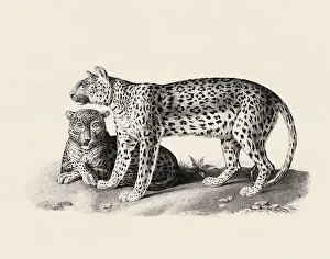 Soft Tones Prints: Leopard illustration. Pencil sketch of a leopard isolated on an aged beige background