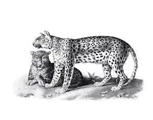 Soft Tones Prints: Leopard illustration. Pencil sketch of a leopard isolated on a plain white background