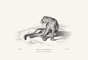 Panther Prints: Leopard illustration. Plate from a vintage book of engravings by Sir Edwin Landseer