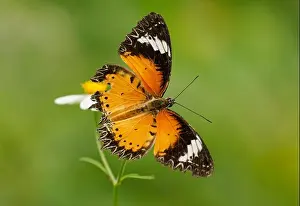 Lepidoptera Prints: Leopard lacewing butterfly (Cethosia cyane) perched on wildflower with wings spread