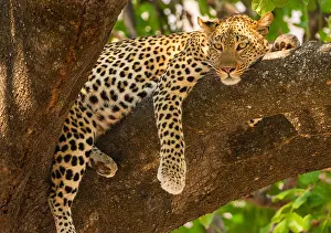 Botswana Prints: Leopard, Panthera pardus, Okavango Delta, Botswana