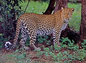 Zimbabwe Prints: leopard (Panthera pardus), standing, side view, Zimbabwe