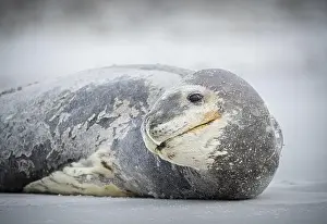 South Atlantic Prints: Leopard seal (Hydrurga leptonyx) resting on a beach