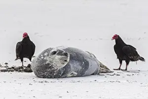 Accipitridae Prints: Leopard seal (Hydrurga leptonyx) resting on a beach with turkey vultures (Cathartes aura)