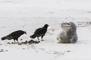 Accipitridae Prints: Leopard seal (Hydrurga leptonyx) resting on a beach with turkey vultures (Cathartes aura)