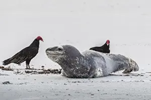 Accipitridae Prints: Leopard seal (Hydrurga leptonyx) resting on a beach with turkey vultures (Cathartes aura)