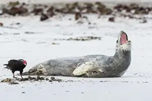 Accipitridae Prints: Leopard seal (Hydrurga leptonyx) and turkey vulture (Cathartes aura)