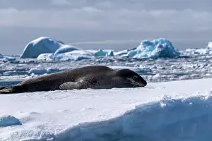 Vernadsky Research Base Prints: Leopard seal pup in Antarctica
