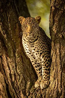 Big Five Prints: A leopard sits in the forked trunk of a tree