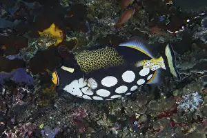 Glides Prints: Leopard triggerfish (Balistoides conspicillum) with distinctive spots glides over a colourful reef