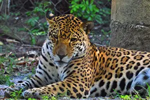 Paws Prints: LEOPARD AT THE ZOO