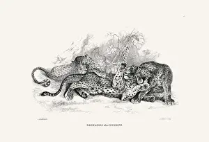 Panther Prints: Leopards illustration. Plate from a vintage book of engravings by Sir Edwin Landseer