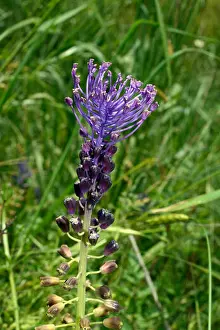 Asparagaceae Prints: Leopoldia comosa (Muscari comosum) commonly known as tassel hyacinth is found in south-east Europe