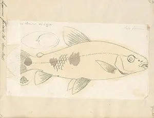 Added Prints: Leporinus frederici, Print, Leporinus is a genus of fish in the family Anostomidae native to South America