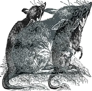Engraved Prints: Lesser Bandicoot Rat is native to India vintage line drawing or engraving illustration