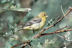 Wild Life Prints: Lesser Goldfinch (Spinus psaltria)