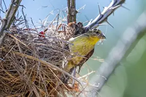 Twigs Prints: The Lesser Goldfinch in Tucson, Arizona
