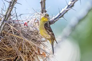 Twigs Prints: The Lesser Goldfinch in Tucson, Arizona