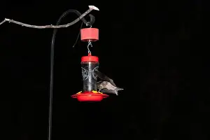 Coronado National Forest Prints: Lesser Long-nosed Bat (Leptonycteris curasaoae yerbabuenae) vs