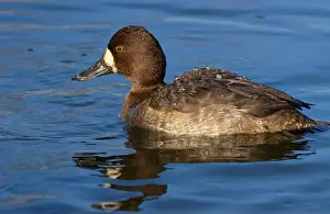 Little Bluebill Prints: Lesser Scaup (Aythya affinis), George C Reifel Migratory Bird Sanctuary