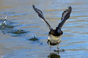 Take Off Prints: Lesser Scaup (Aythya affinis), George C Reifel Migratory Bird Sanctuary
