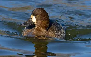 Fraser River Prints: Lesser Scaup (Aythya affinis), George C Reifel Migratory Bird Sanctuary