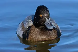 Fraser River Prints: Lesser Scaup (Aythya affinis), George C Reifel Migratory Bird Sanctuary