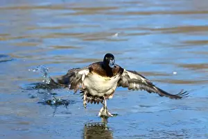 Take Off Prints: Lesser Scaup (Aythya affinis), George C Reifel Migratory Bird Sanctuary