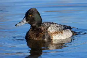 Fraser River Prints: Lesser Scaup (Aythya affinis), George C Reifel Migratory Bird Sanctuary