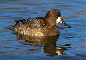 Fraser River Prints: Lesser Scaup (Aythya affinis), George C Reifel Migratory Bird Sanctuary