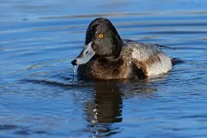 Fraser River Prints: Lesser Scaup (Aythya affinis), George C Reifel Migratory Bird Sanctuary