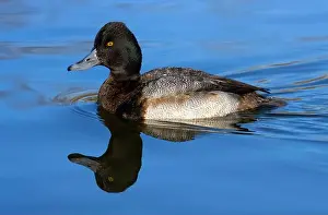 Fraser River Prints: Lesser Scaup (Aythya affinis), George C Reifel Migratory Bird Sanctuary