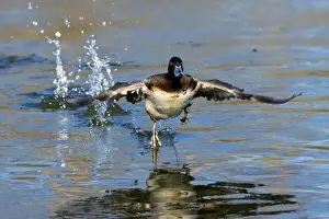 Take Off Prints: Lesser Scaup (Aythya affinis), George C Reifel Migratory Bird Sanctuary