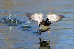 Take Off Prints: Lesser Scaup (Aythya affinis), George C Reifel Migratory Bird Sanctuary