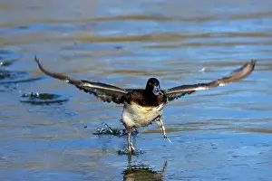 Take Off Prints: Lesser Scaup (Aythya affinis), George C Reifel Migratory Bird Sanctuary
