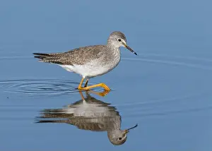 Nature Preserve Prints: Lesser Yellowlegs (Tringa flavipes), Sacramento County California USA