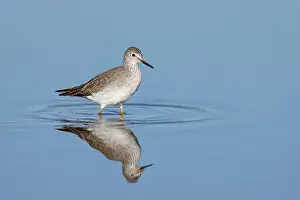 Nature Preserve Prints: Lesser Yellowlegs (Tringa flavipes), Sacramento County California USA