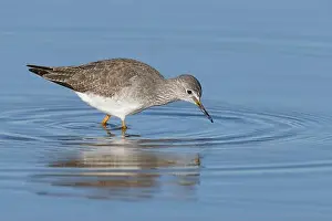 Nature Preserve Prints: Lesser Yellowlegs (Tringa flavipes), Sacramento County California USA