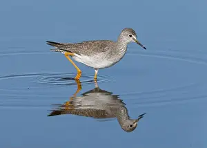 Nature Preserve Prints: Lesser Yellowlegs (Tringa flavipes), Sacramento County California USA