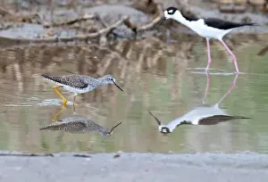 Galveston Prints: Lesser Yellowlegs (Tringa flavipes) and Black-necked stilt (Himantopus mexicanus) feeding on a shallow water