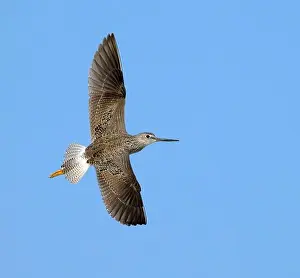 Gulf Coast Prints: Lesser yellowlegs (Tringa flavipes) flying in blue sky during spring migration