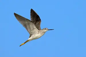 Gulf Coast Prints: Lesser yellowlegs (Tringa flavipes) flying in blue sky during spring migration