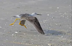 Shorebird Prints: Lesser yellowlegs (Tringa flavipes) taking off at the ocean beach during spreeng migration