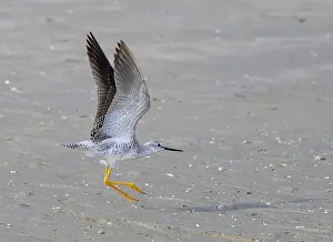 Shorebird Prints: Lesser yellowlegs (Tringa flavipes) taking off at the ocean beach during spring migration