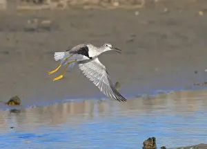 Gulf Coast Prints: Lesser yellowlegs (Tringa flavipes) taking off at tidal marsh during migration