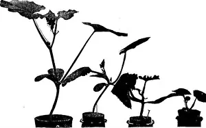 Bookpublisher Prints: Lessons in botany. Botany. 36 BOl^ANY