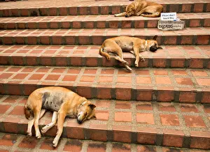 Homeless Prints: Let sleeping dogs lie, relaxing on the steps at Doi Suthep Temple, Chiang Mai, Thailand